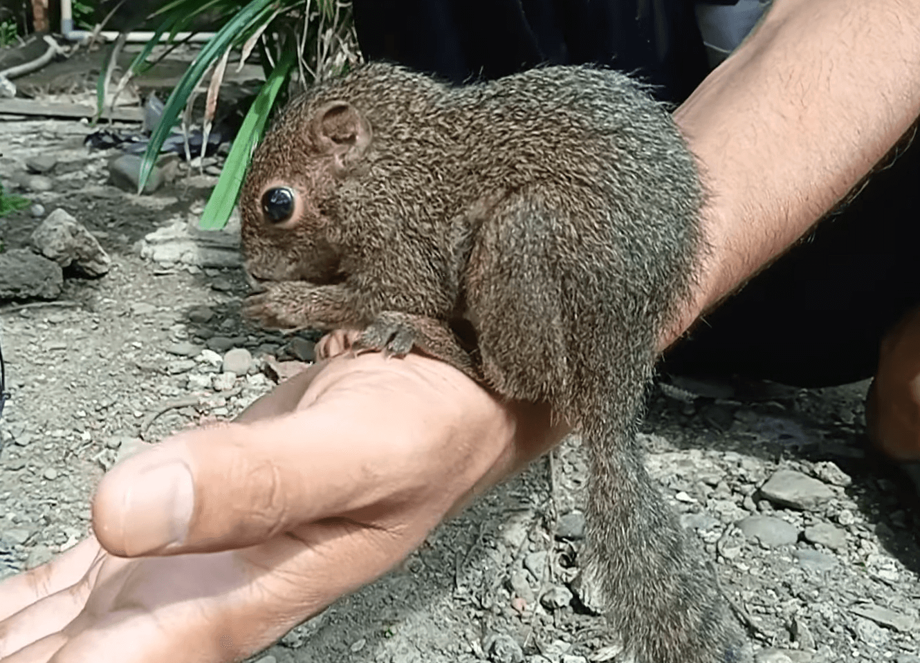 Panduan Lengkap Merawat Bayi Tupai Liar yang Terluka